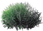 Palm Sedge